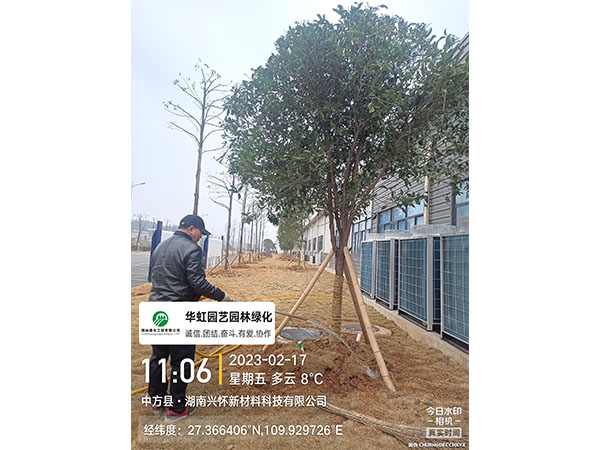 湖南興懷新材料有限公司綠化施工現(xiàn)場